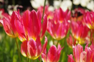 aga薬で効果的な何が良い選択肢は？