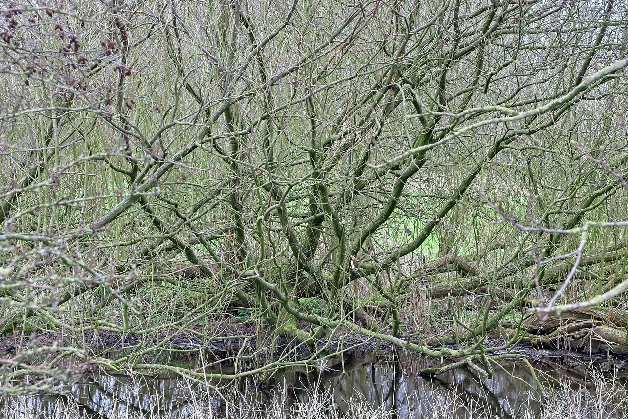 若ハゲの原因と対策は何ですか？